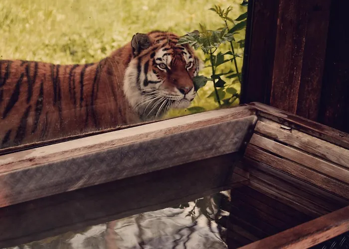 Tiger Lodge - At Port Lympne Hotel & Reserve
